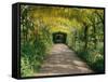 Laburnum Walk in Wilderness Gardens, Hampton Court, Greater London, England, United Kingdom-Walter Rawlings-Framed Stretched Canvas