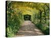 Laburnum Walk in Wilderness Gardens, Hampton Court, Greater London, England, United Kingdom-Walter Rawlings-Stretched Canvas