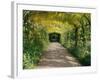 Laburnum Walk in Wilderness Gardens, Hampton Court, Greater London, England, United Kingdom-Walter Rawlings-Framed Photographic Print