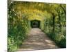 Laburnum Walk in Wilderness Gardens, Hampton Court, Greater London, England, United Kingdom-Walter Rawlings-Mounted Photographic Print
