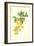 Laburnum-Frederick Edward Hulme-Framed Giclee Print