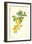 Laburnum-Frederick Edward Hulme-Framed Giclee Print