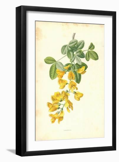 Laburnum-Frederick Edward Hulme-Framed Giclee Print