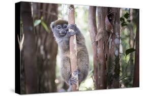 Lac Alaotra Bamboo Lemur (Hapalemur Alaotrensis), Lemur Island, Andasibe-Matthew Williams-Ellis-Stretched Canvas