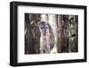 Lac Alaotra Bamboo Lemur (Hapalemur Alaotrensis), Lemur Island, Andasibe-Matthew Williams-Ellis-Framed Photographic Print