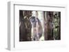 Lac Alaotra Bamboo Lemur (Hapalemur Alaotrensis), Lemur Island, Andasibe-Matthew Williams-Ellis-Framed Photographic Print