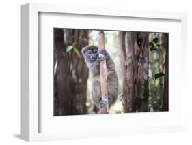 Lac Alaotra Bamboo Lemur (Hapalemur Alaotrensis), Lemur Island, Andasibe-Matthew Williams-Ellis-Framed Photographic Print