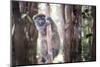 Lac Alaotra Bamboo Lemur (Hapalemur Alaotrensis), Lemur Island, Andasibe-Matthew Williams-Ellis-Mounted Photographic Print