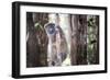 Lac Alaotra Bamboo Lemur (Hapalemur Alaotrensis), Lemur Island, Andasibe-Matthew Williams-Ellis-Framed Photographic Print