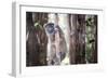 Lac Alaotra Bamboo Lemur (Hapalemur Alaotrensis), Lemur Island, Andasibe-Matthew Williams-Ellis-Framed Photographic Print