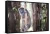 Lac Alaotra Bamboo Lemur (Hapalemur Alaotrensis), Lemur Island, Andasibe-Matthew Williams-Ellis-Framed Stretched Canvas