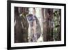 Lac Alaotra Bamboo Lemur (Hapalemur Alaotrensis), Lemur Island, Andasibe-Matthew Williams-Ellis-Framed Photographic Print