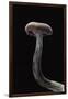 Laccaria Amethystina (Amethyst Deceiver)-Paul Starosta-Framed Premium Photographic Print