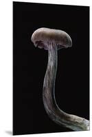 Laccaria Amethystina (Amethyst Deceiver)-Paul Starosta-Mounted Premium Photographic Print