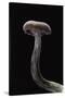 Laccaria Amethystina (Amethyst Deceiver)-Paul Starosta-Stretched Canvas