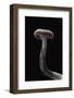 Laccaria Amethystina (Amethyst Deceiver)-Paul Starosta-Framed Photographic Print