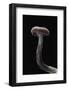 Laccaria Amethystina (Amethyst Deceiver)-Paul Starosta-Framed Photographic Print