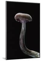 Laccaria Amethystina (Amethyst Deceiver)-Paul Starosta-Mounted Photographic Print