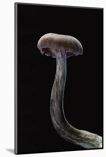 Laccaria Amethystina (Amethyst Deceiver)-Paul Starosta-Mounted Photographic Print