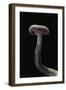 Laccaria Amethystina (Amethyst Deceiver)-Paul Starosta-Framed Photographic Print