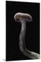 Laccaria Amethystina (Amethyst Deceiver)-Paul Starosta-Mounted Photographic Print