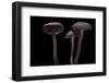 Laccaria Amethystina (Amethyst Deceiver)-Paul Starosta-Framed Photographic Print