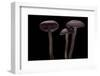 Laccaria Amethystina (Amethyst Deceiver)-Paul Starosta-Framed Photographic Print