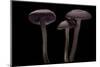 Laccaria Amethystina (Amethyst Deceiver)-Paul Starosta-Mounted Photographic Print