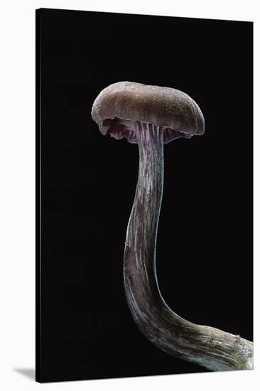 Laccaria Amethystina (Amethyst Deceiver)-Paul Starosta-Stretched Canvas