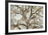 Lace Canopy-Tania Bello-Framed Giclee Print