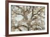 Lace Canopy-Tania Bello-Framed Giclee Print