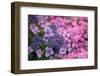 Lace cap Hydrangea 'Lilacina' in woodland garden, UK-Ernie Janes-Framed Photographic Print