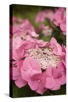Lace Hydrangea I-Karyn Millet-Stretched Canvas