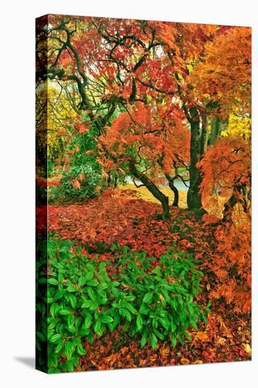 Lace Leaf Japanese Maple and Red Maple Trees in Garden in Portland, Oregon-Steve Terrill-Stretched Canvas