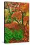 Lace Leaf Japanese Maple and Red Maple Trees in Garden in Portland, Oregon-Steve Terrill-Stretched Canvas