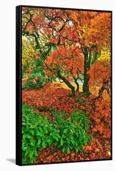 Lace Leaf Japanese Maple and Red Maple Trees in Garden in Portland, Oregon-Steve Terrill-Framed Stretched Canvas