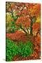 Lace Leaf Japanese Maple and Red Maple Trees in Garden in Portland, Oregon-Steve Terrill-Stretched Canvas