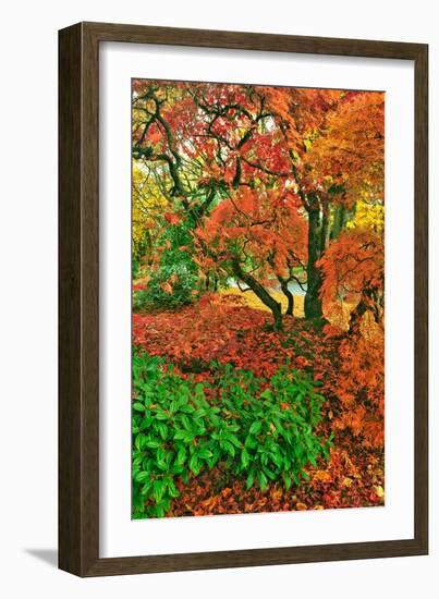 Lace Leaf Japanese Maple and Red Maple Trees in Garden in Portland, Oregon-Steve Terrill-Framed Photographic Print