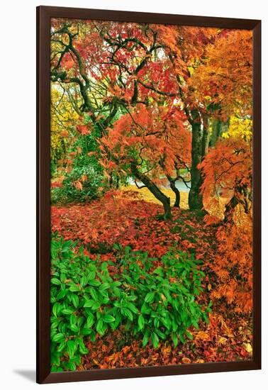 Lace Leaf Japanese Maple and Red Maple Trees in Garden in Portland, Oregon-Steve Terrill-Framed Photographic Print