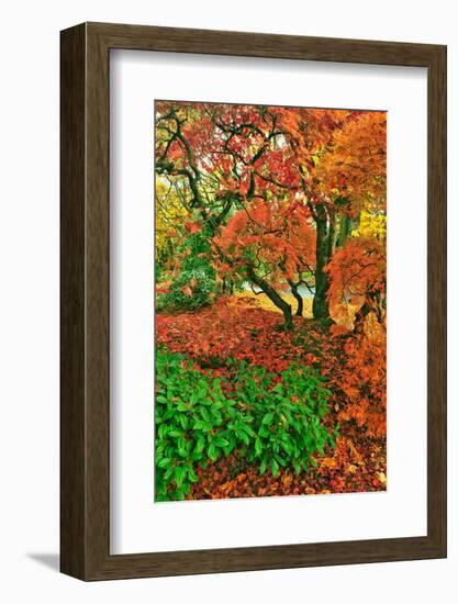 Lace Leaf Japanese Maple and Red Maple Trees in Garden in Portland, Oregon-Steve Terrill-Framed Photographic Print