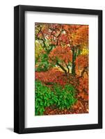 Lace Leaf Japanese Maple and Red Maple Trees in Garden in Portland, Oregon-Steve Terrill-Framed Photographic Print