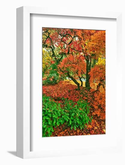 Lace Leaf Japanese Maple and Red Maple Trees in Garden in Portland, Oregon-Steve Terrill-Framed Photographic Print