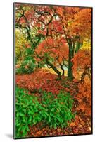 Lace Leaf Japanese Maple and Red Maple Trees in Garden in Portland, Oregon-Steve Terrill-Mounted Photographic Print