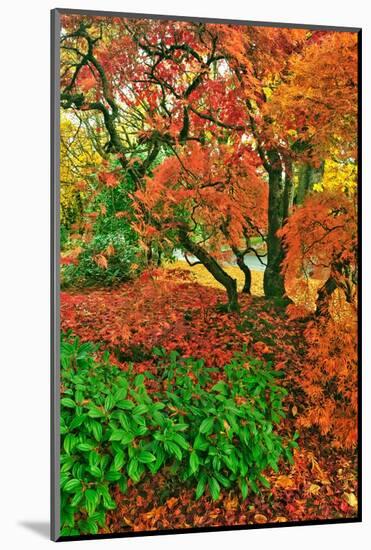 Lace Leaf Japanese Maple and Red Maple Trees in Garden in Portland, Oregon-Steve Terrill-Mounted Photographic Print