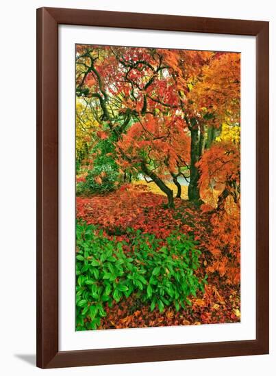 Lace Leaf Japanese Maple and Red Maple Trees in Garden in Portland, Oregon-Steve Terrill-Framed Photographic Print