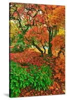 Lace Leaf Japanese Maple and Red Maple Trees in Garden in Portland, Oregon-Steve Terrill-Stretched Canvas