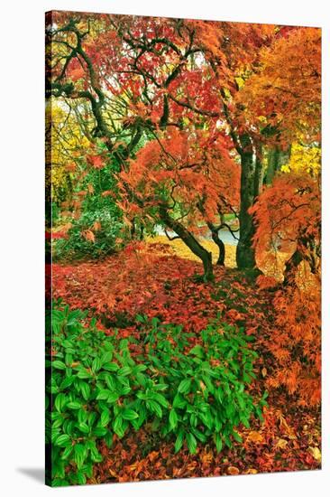 Lace Leaf Japanese Maple and Red Maple Trees in Garden in Portland, Oregon-Steve Terrill-Stretched Canvas