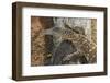 Lace Monitor (Varanus varius), Lone Pine Sanctuary, Brisbane, Queensland, Australia, Pacific-Michael Runkel-Framed Photographic Print