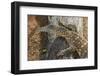 Lace Monitor (Varanus varius), Lone Pine Sanctuary, Brisbane, Queensland, Australia, Pacific-Michael Runkel-Framed Photographic Print