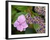 Lacecap Hydrangea-Adrian Bicker-Framed Photographic Print